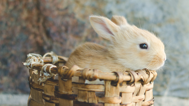 Illustration for article titled 4 Bunnies We Must Pet And 2 Bunnies We Must Eat